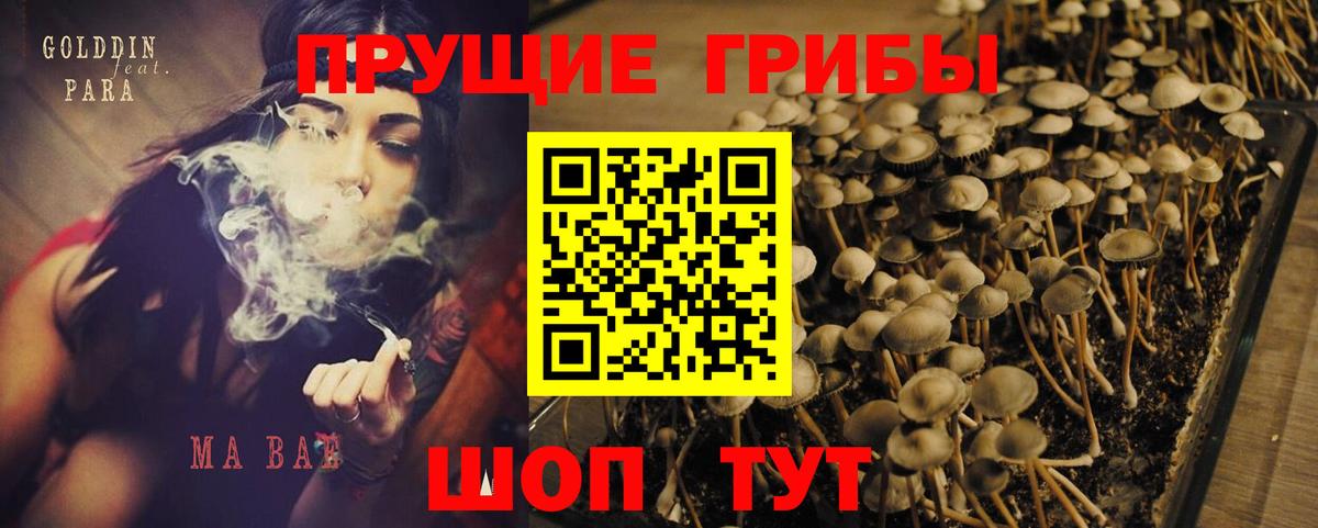 где найти   Вход с VPN  Ставрополь  Галлюциногенные грибы Cubensis 